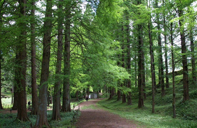Botanical Garden, Osaka Metropolitan University, Japan